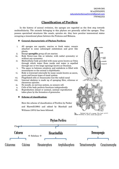 Classification of Porifera - M(ZOOLOGY) naturalselectionsachin123@gmail 7797462253 ...