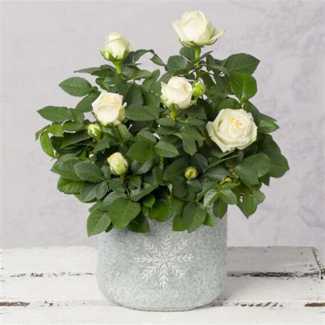 White Christmas Rose | Beautiful & Affordable House Plants