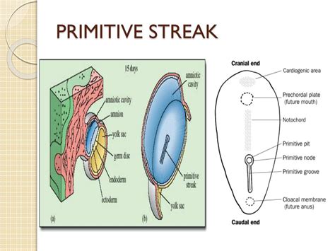 PPT - EMBRYOLOGY PowerPoint Presentation, free download - ID:4872276