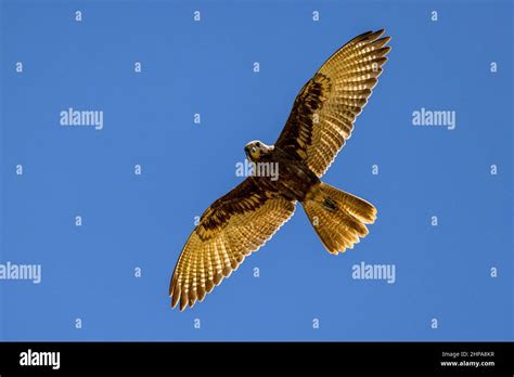 Australian Brown Falcon in flight Stock Photo - Alamy