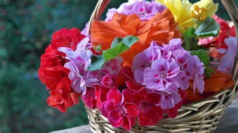 flower, balcony, garden, geranium, balcony plant, flower box, pink, summer, flowers, nature ...