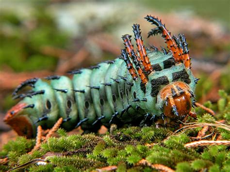 Hickory Horned Devil Caterpillars: Ferocious Looking, but Harmless | Owlcation