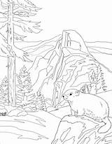 Disegno Di Marmotta Da colorare  Disegni E Stampare Gratis sketch template