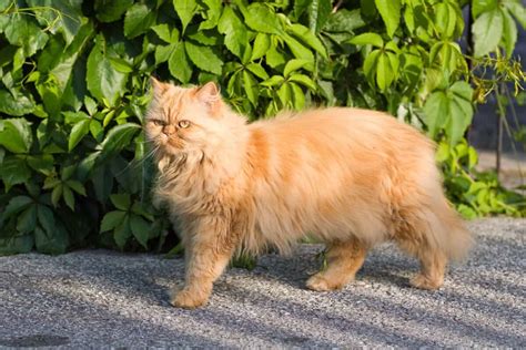 Orange Persian Cat: Facts, Genetics & FAQs (With Pictures)