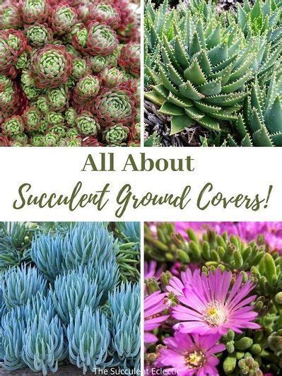 All About Succulent Ground Cover | The Succulent Eclectic | Succulent ...