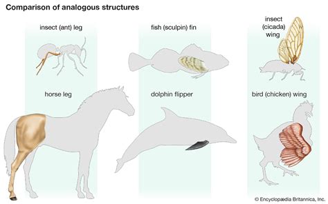 Top 189+ Study of the structure of animals - Merkantilaklubben.org