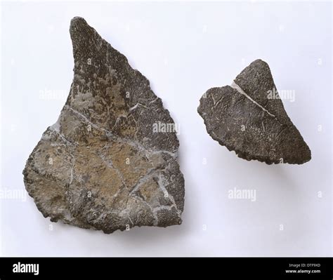 Two fossils hi-res stock photography and images - Alamy