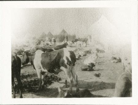 Nuer cattle camp (1998.346.192.2) from the Southern Sudan Project