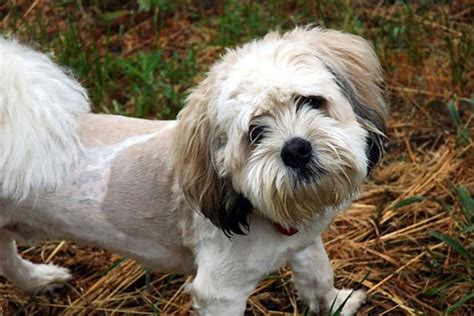 10 Things to Know Before You Adopt a Shih Tzu Poodle Mix > Puppy Toob