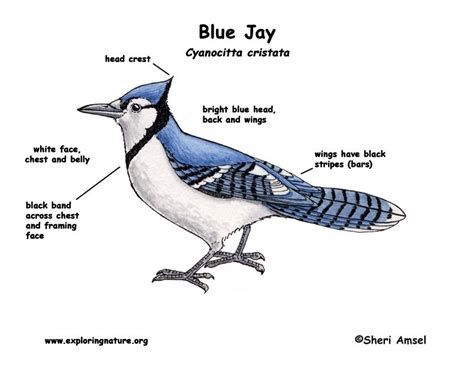 Jay (Blue) | Blue jay, Blue jay bird, Bird coloring pages