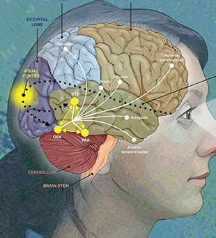 Fusiform Face Area Diagram