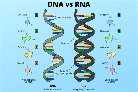 How Dna Differ From Rna