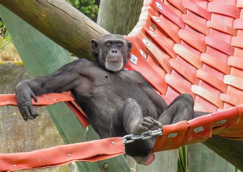 Chimpanzee Habitat | Best Awards