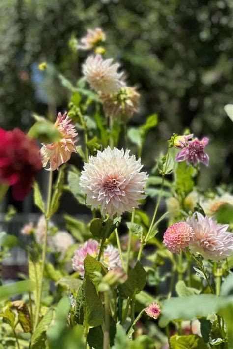 37 of the Best Perennial Cut Flowers for your Cutting Garden