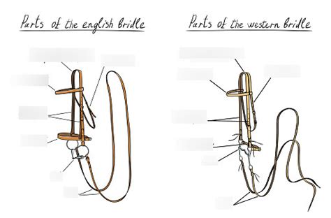 English and Western Bridle Parts Diagram | Quizlet