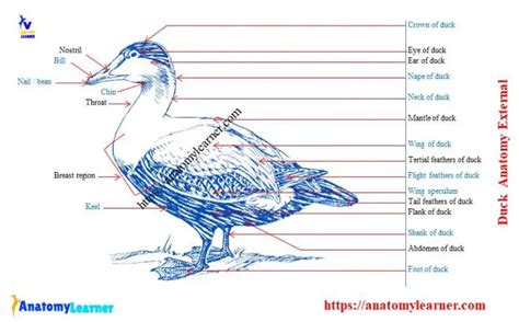 Duck Anatomy - External and Internal Features with Labeled Diagram » AnatomyLearner ...