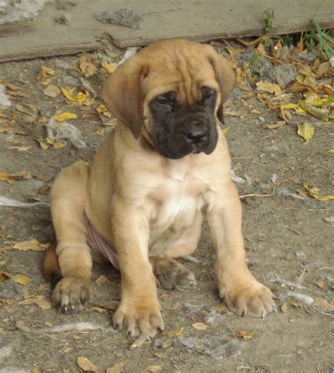 Lovely English Mastiff puppy photo and wallpaper. Beautiful Lovely English Mastiff puppy pictures