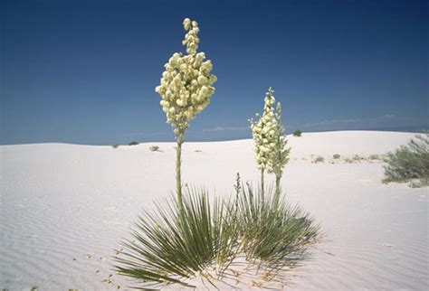 WHAT IS A YUCCA PLANT? |The Garden of Eaden