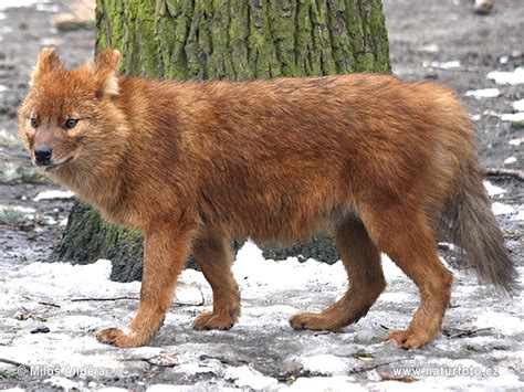 Cuon alpinus Pictures, Dhole Images, Nature Wildlife Photos | NaturePhoto