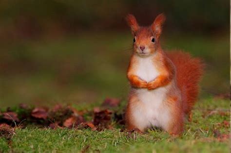 Wales Biodiversity Partnership - Species in Wales