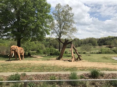 North Carolina Zoo: C'Sar on Exhibit - ZooChat