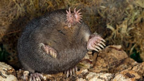 Star-nosed mole