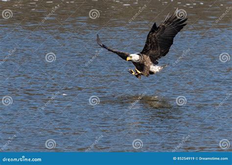 Bald Eagle Catching a Fish stock image. Image of eating - 85254919