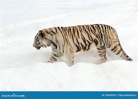 Lonely Tiger Walking on Snow Stock Photo - Image of raptor, nature: 139649352