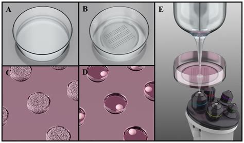 Schematic representations of a commercially available Petri dish before... | Download Scientific ...