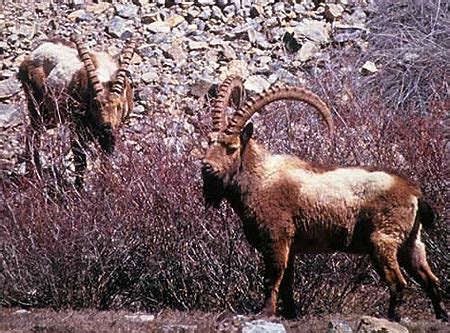 Ibex - Mountain Goats of Europe and Asia with Horns and Attitude | Animal Pictures and Facts ...