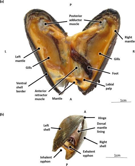 Mussel Anatomy Clipart Etc | Images and Photos finder