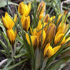 Learn How to Grow Saffron Crocus from Easy to Grow! – Easy To Grow Bulbs