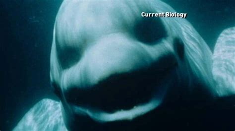 Beluga Whale Sounds Like a Human Video - ABC News