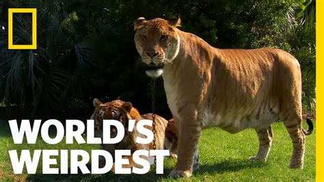 Lions, Tigers and Ligers! | World's Weirdest - YouTube