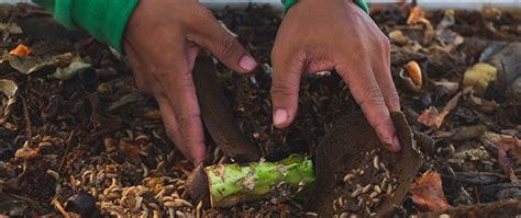 Why You Should Have A Black Soldier Fly Composting System