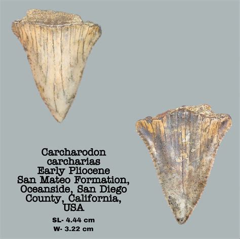 Carcharodon carcharias - Member Collections - The Fossil Forum