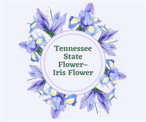 Tennessee State Flower–Iris Flower - SnapBlooms Blogs