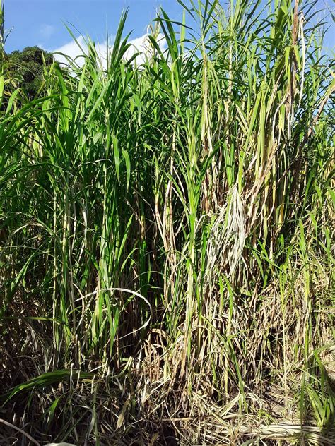 Bula Mushroom - JUNCAO grass, medium to prepare... | Facebook