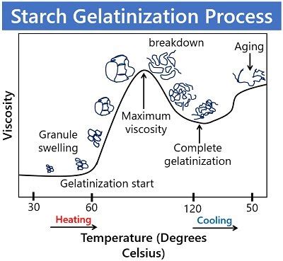 What is Starch Gelatinization? Definition, Process & Factors Affecting - Biology Reader