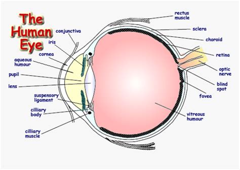 Labelled Diagram Of Human Eye , Png Download - Label A Human Eye, Transparent Png , Transparent ...