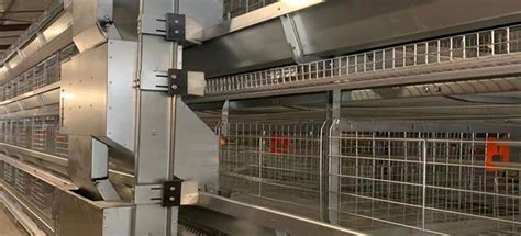 Battery Cage Design: An In-Depth Analysis of Chicken Layer Cages