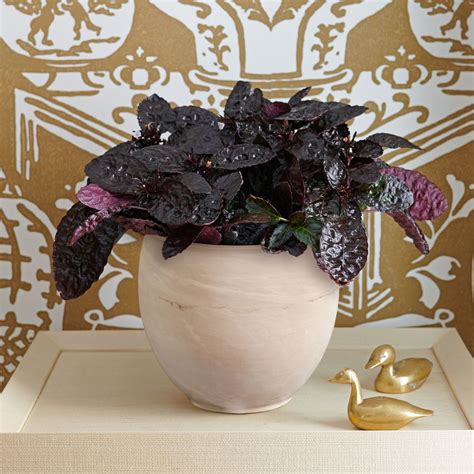 Purple Waffle Plant - Red Ivy