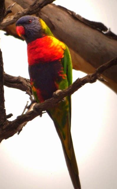 Rainbow Lorikeet Diet Pet Scan - deliveryposts