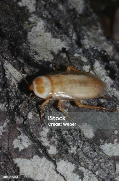 Albino Cockroach Stock Photo - Download Image Now - Albino, Insect ...