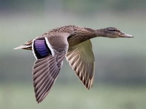 Female Mallard Duck Flying