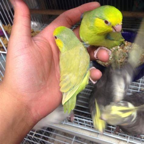 Parrotlets: Breeders and PetQuality for Sale in Bell, California Classified | AmericanListed.com