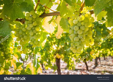 Sauvignon-blanc Images, Stock Photos & Vectors | Shutterstock