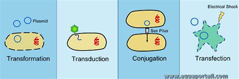 Transduction : définition et explications du dictionnaire biologique