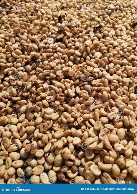 Raw Organic Dry Coffee Beans - Image Stock Image - Image of organic ...