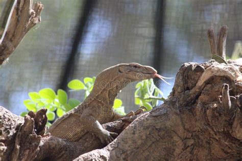 Indian Monitor Lizard stock photo. Image of common, found - 86504420